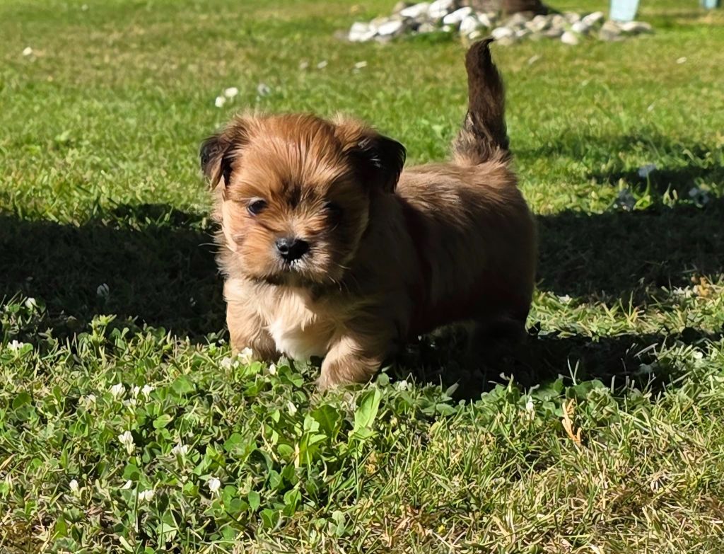 de l'éperon des Cosmiques - Chiots disponibles - Lhassa Apso